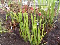 Sarracenia Rubra (ss-esp Alabamensis) (fam Sarraceniacees) (carnivore) (est des USA) (01) (Photo F. Mrugala)